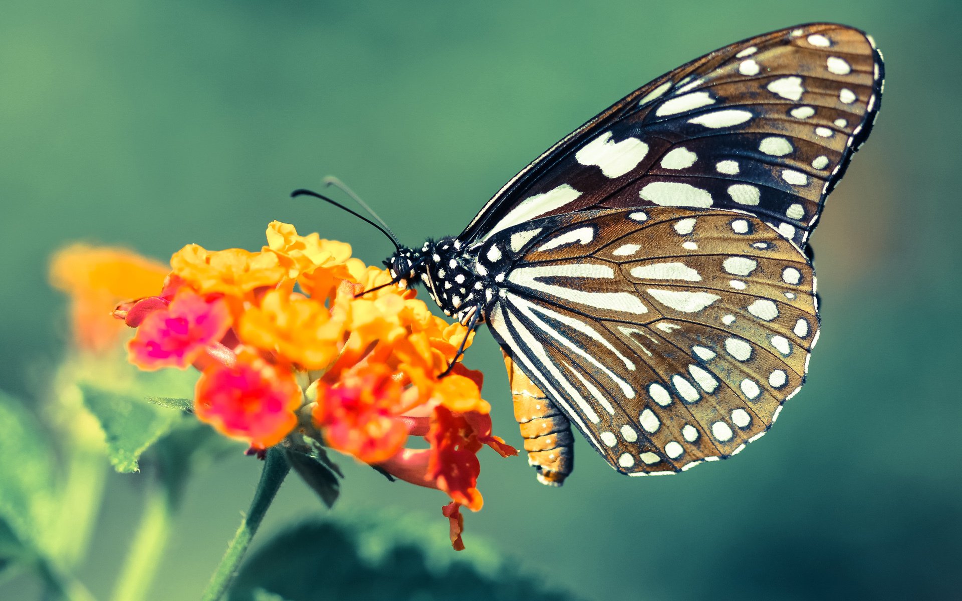 开云官网-2024年国际乒联混合团体世界杯：瑞典队的进步与挑战，乓乒世界杯瑞典战况