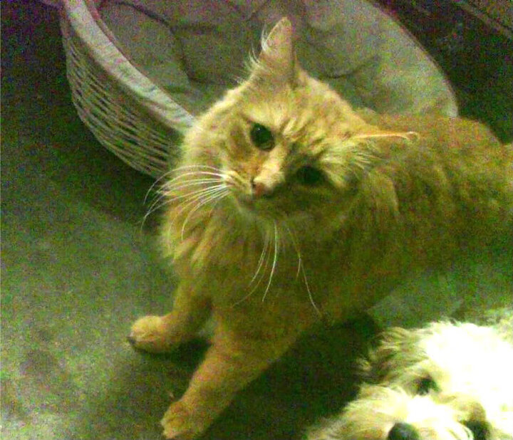 乒乓球战术演化研究报告首次公开发布，乒乓球战术方案