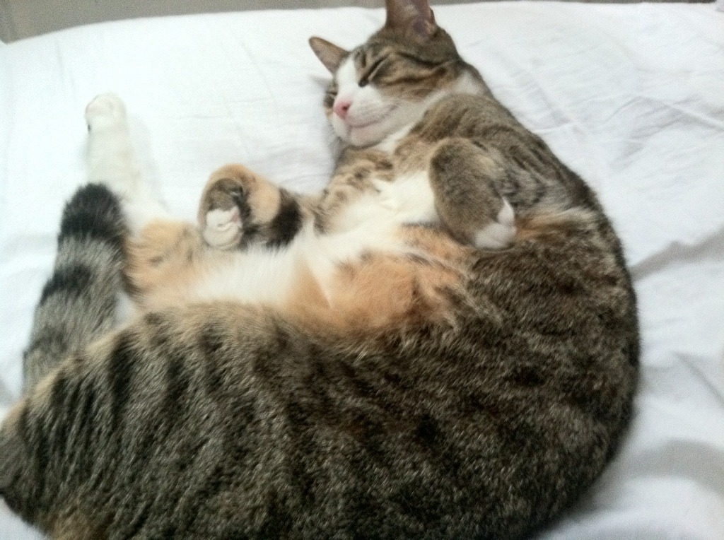 南非羚羊队:阵容强大,任何一名球员都能成为比赛的关键人物,东非羚羊