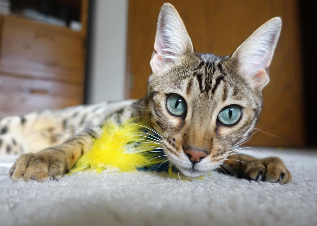 英超最后冲刺：激情澎湃，悬念迭起，英超收官