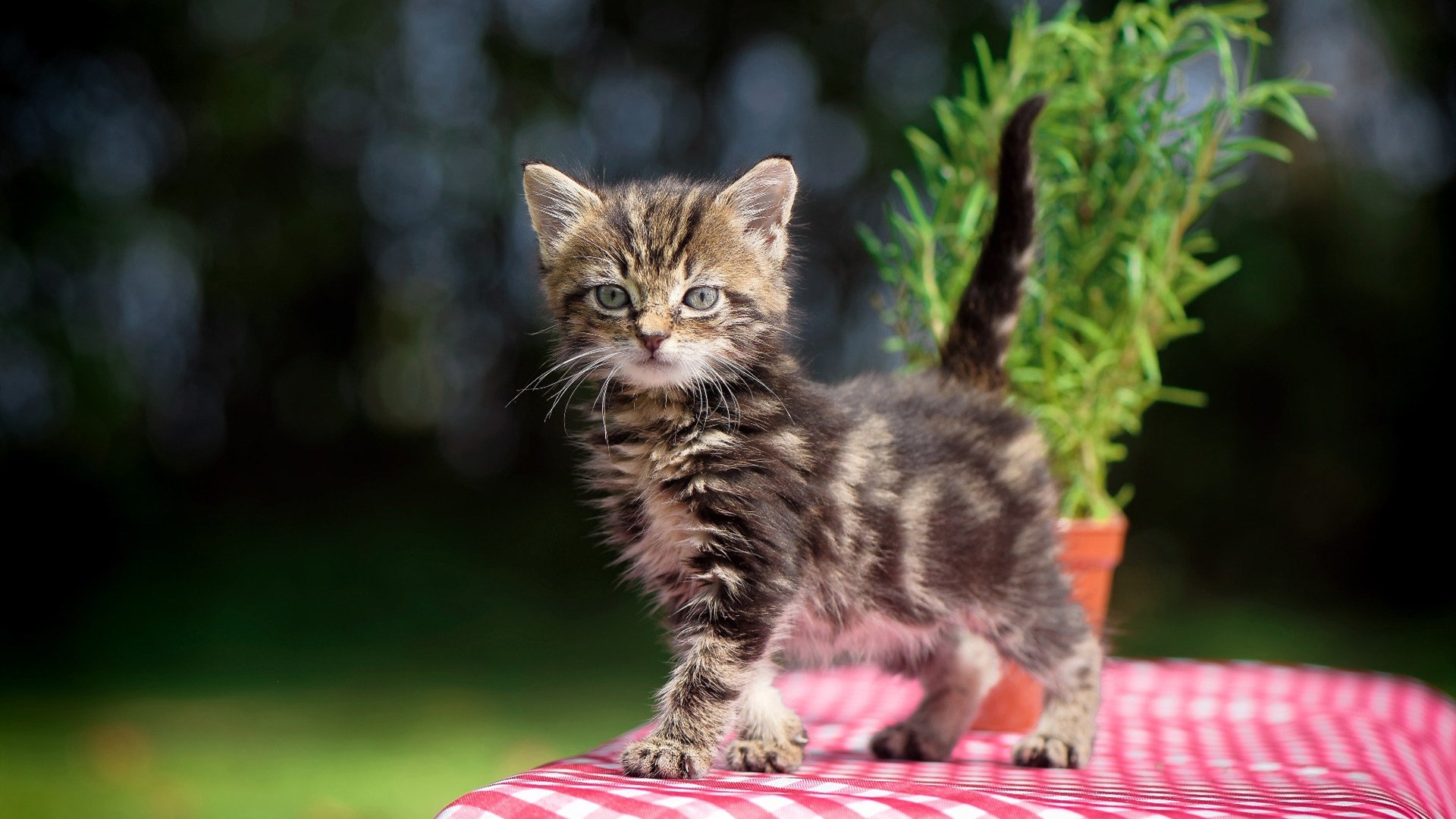 西甲攻防大战:精彩瞬间时时上演!,西甲身体对抗